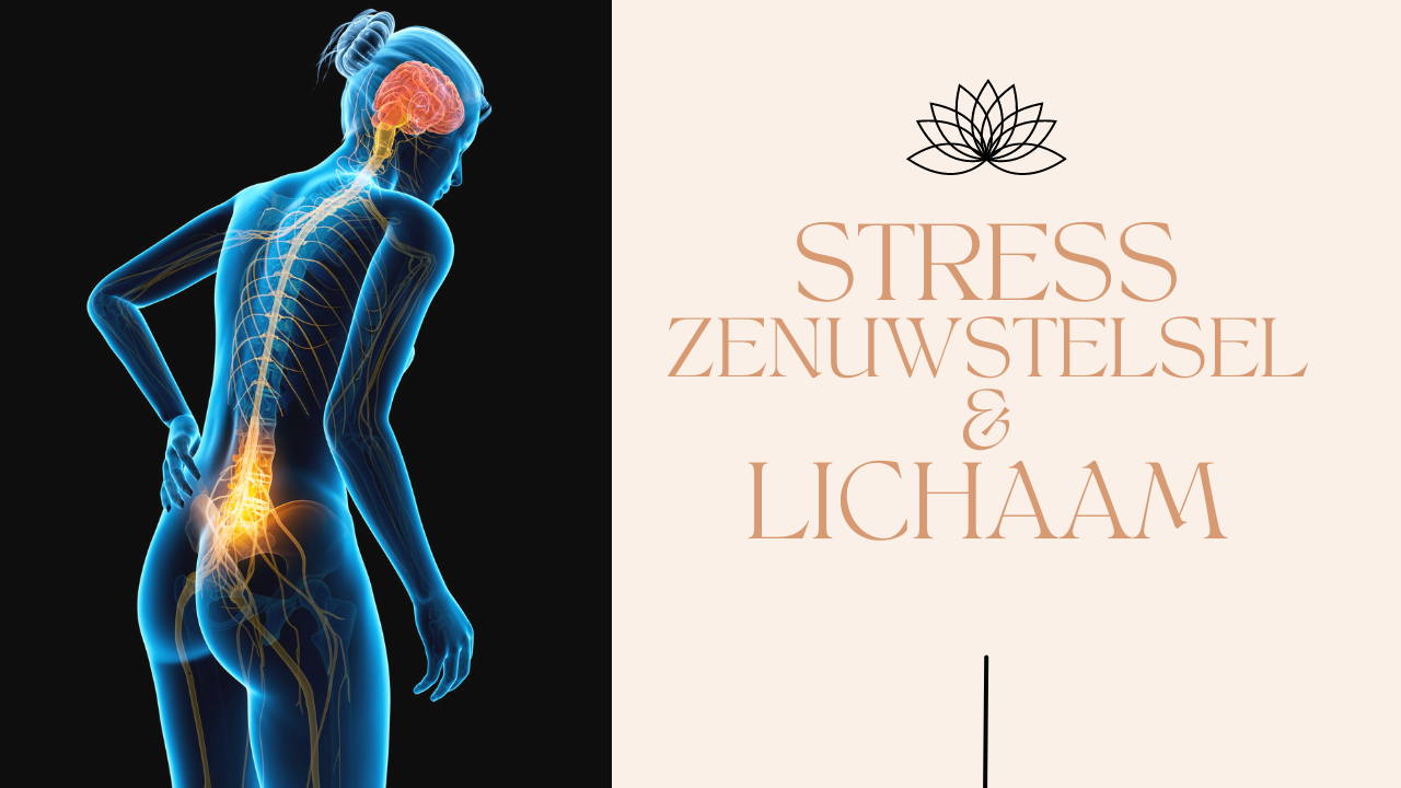 Invloed van stress op je zenuwstelsel en lichaam